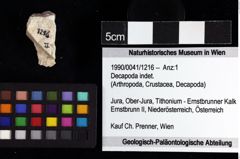 Foto (Objket + Etiketten) von Decapoda indet. 